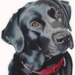 Zwarte Labrador - Applicatie Sticker - Sticker Voor Autoraam Of Deur - Muur Sticker - Laptop of Tablet Sticker - Toiletbril Sticker